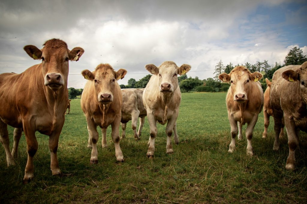 Cows herd